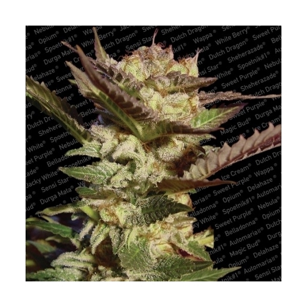 Durga Mata (Paradise Seeds) Feminisoidut