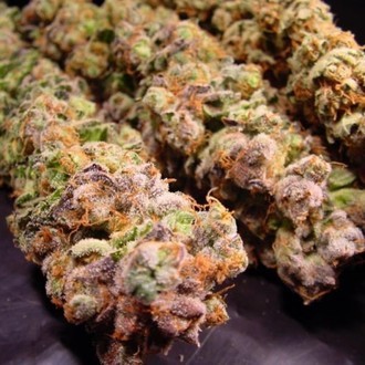 Durga Mata (Paradise Seeds) Feminisoidut