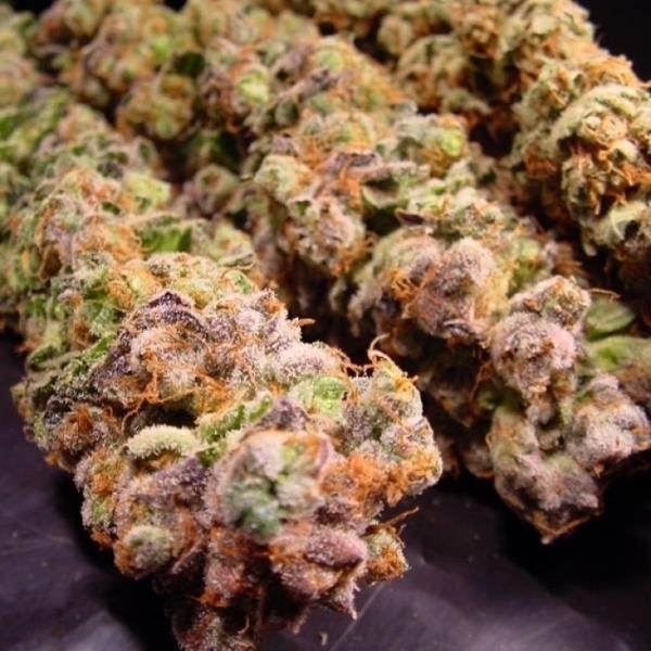 Durga Mata (Paradise Seeds) Feminisoidut