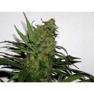 Durga Mata (Paradise Seeds) Feminisoidut