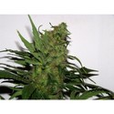Durga Mata (Paradise Seeds) Feminisoidut