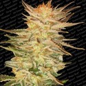 Ice Cream (Paradise Seeds) Feminisoidut