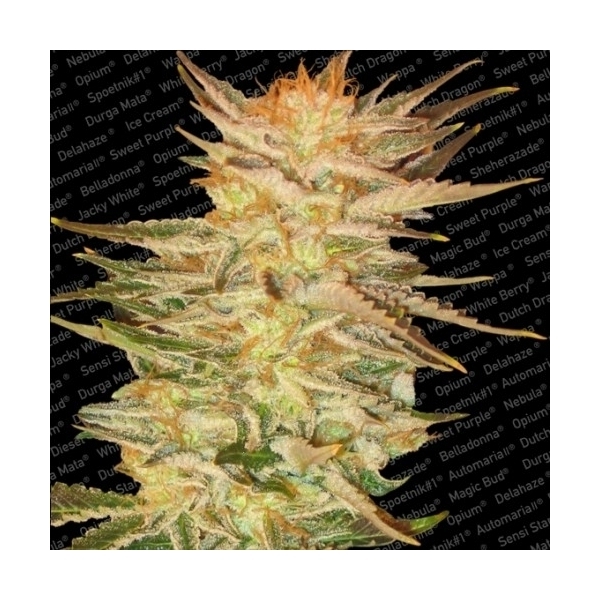 Ice Cream (Paradise Seeds) Feminisoidut