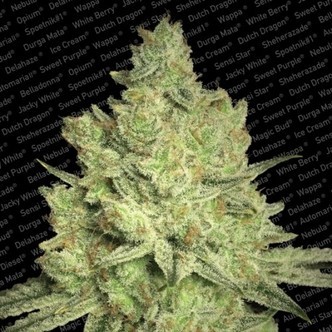 Jacky White (Paradise Seeds) feminisoidut