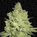 Jacky White (Paradise Seeds) Feminisoidut