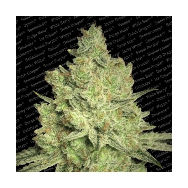 Jacky White (Paradise Seeds) Feminisoidut