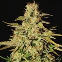 Jacky White (Paradise Seeds) Feminisoidut