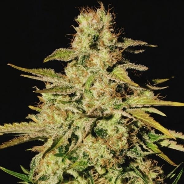 Jacky White (Paradise Seeds) Feminisoidut