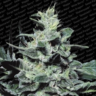 Nebula (Paradise Seeds) feminisoidut