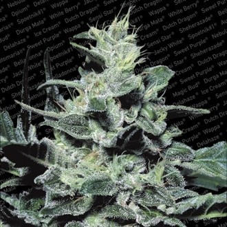 Nebula (Paradise Seeds) Feminisoidut