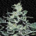 Nebula (Paradise Seeds) Feminisoidut