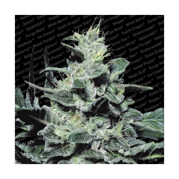 Nebula (Paradise Seeds) Feminisoidut