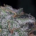 Nebula (Paradise Seeds) Feminisoidut