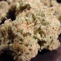 Nebula (Paradise Seeds) Feminisoidut