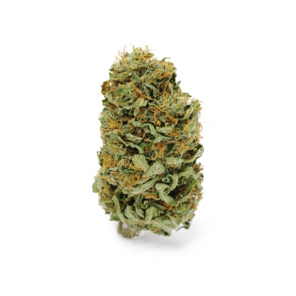 Amnesia Haze (Zamnesia Seeds) Feminisoidut