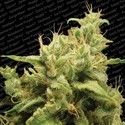 Opium (Paradise Seeds) Feminisoidut