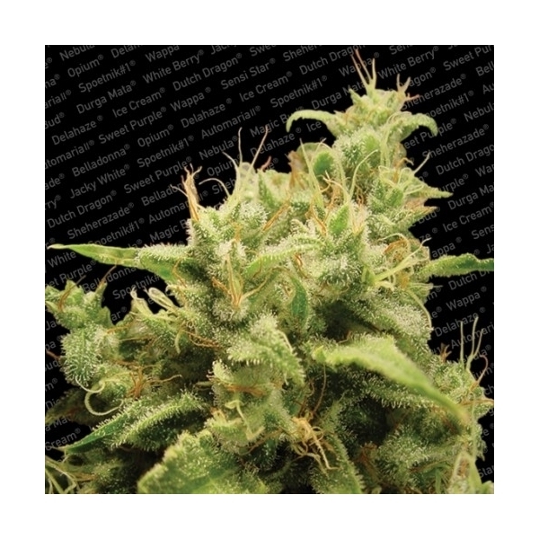 Opium (Paradise Seeds) Feminisoidut