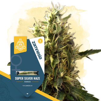 Super Silver Haze (Zamnesia Seeds) feminisoidut kannabiksen siemenet