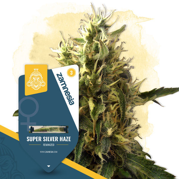 Super Silver Haze (Zamnesia Seeds) Feminisoidut