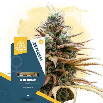 Blue Dream (Zamnesia Seeds) Feminisoidut