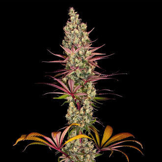 Blue Dream (Zamnesia Seeds) Feminisoidut