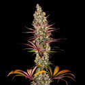 Blue Dream (Zamnesia Seeds) Feminisoidut