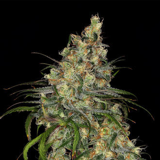 Blue Dream (Zamnesia Seeds) Feminisoidut