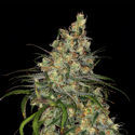 Blue Dream (Zamnesia Seeds) Feminisoidut