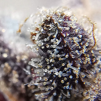 Blue Dream (Zamnesia Seeds) Feminisoidut