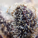 Blue Dream (Zamnesia Seeds) Feminisoidut