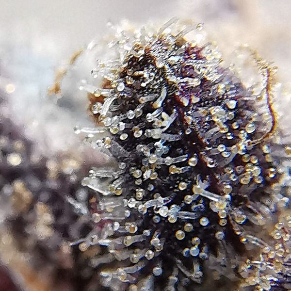 Blue Dream (Zamnesia Seeds) Feminisoidut