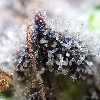 Blue Dream (Zamnesia Seeds) Feminisoidut