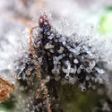 Blue Dream (Zamnesia Seeds) Feminisoidut