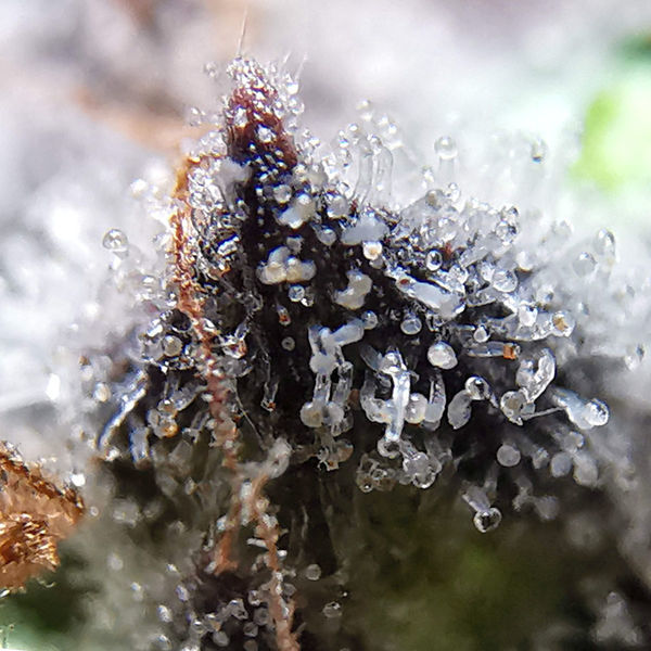 Blue Dream (Zamnesia Seeds) Feminisoidut