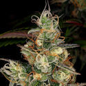 Blue Dream (Zamnesia Seeds) Feminisoidut