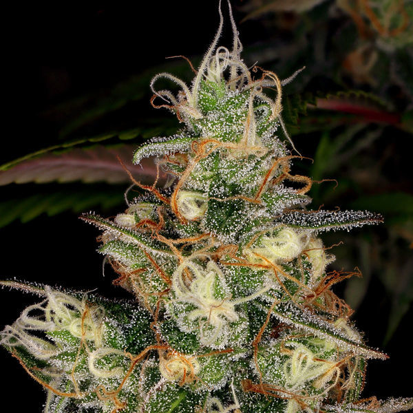 Blue Dream (Zamnesia Seeds) Feminisoidut