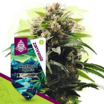 Northern Lights (Zamnesia Seeds) feminisoitu