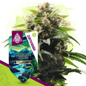 Northern Lights (Zamnesia Seeds) Feminisoidut