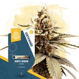 White Widow (Zamnesia Seeds) Feminisoidut