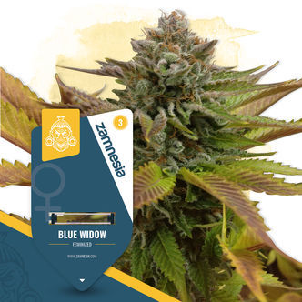 Blue Widow (Zamnesia Seeds) feminisoitu