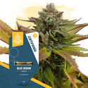 Blue Widow (Zamnesia Seeds) Feminisoidut