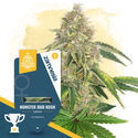 Monster Bud Kush (Zamnesia Seeds) Feminisoidut