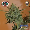 Blue Cheese Autoflower (Big Buddha Seeds) Feminisoidut