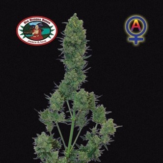 Blue Cheese Automatic (Big Buddha Seeds) feminisoitu