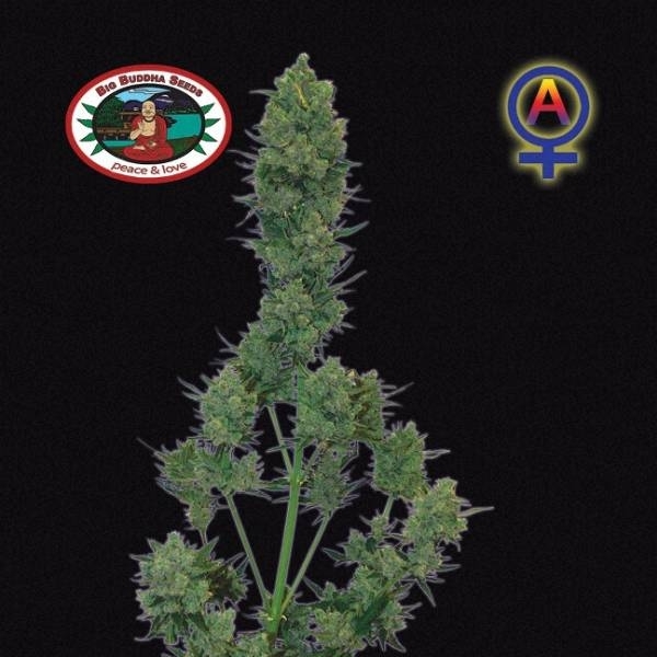 Blue Cheese Autoflower (Big Buddha Seeds) Feminisoidut