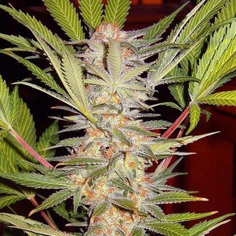 S.A.D. - F1 Fast Version (Sweet Seeds) feminisoidut