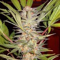 S.A.D. – F1 Fast Version (Sweet Seeds) Feminisoidut