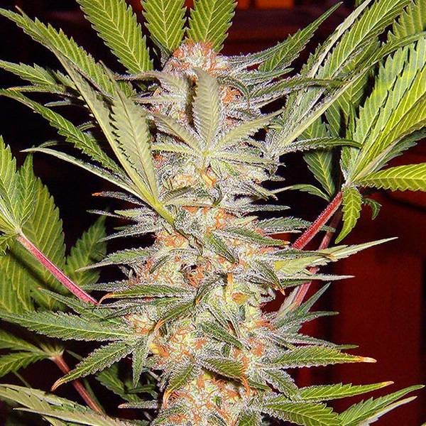 S.A.D. – F1 Fast Version (Sweet Seeds) Feminisoidut