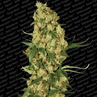 Wappa (Paradise Seeds) feminisoidut kannabiksen siemenet