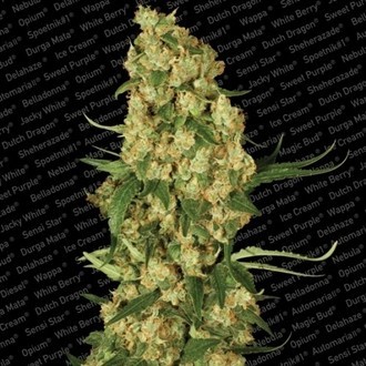 Wappa (Paradise Seeds) Feminisoidut